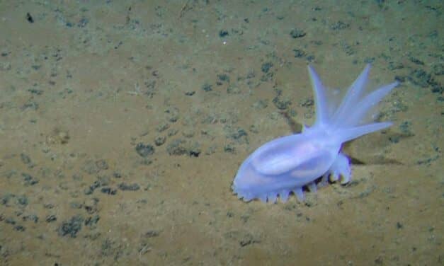 Noise from Seabed Mining Operations Could Travel Over 300 Miles