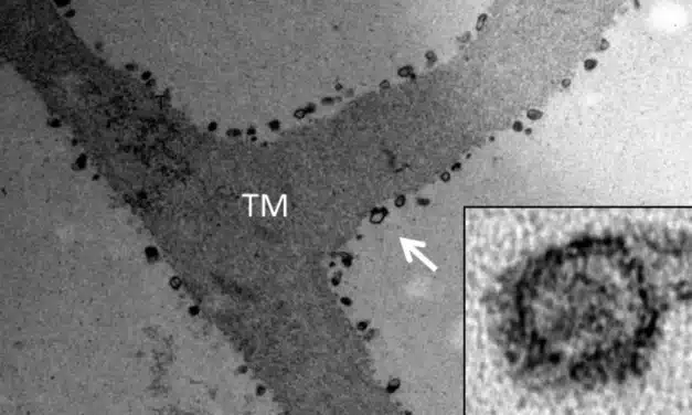 Researchers Find Crocodiles Can Create New Hair Cells