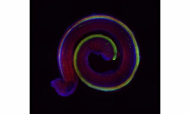 New Findings Pave the Way for Hearing Loss Therapies