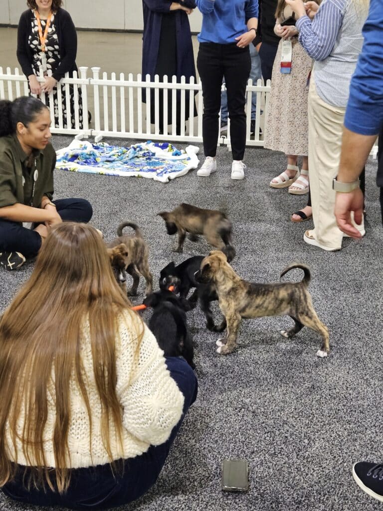 AAA 2024 attendees play with puppies during the Paws and Relax event.