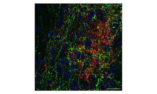How Sound and Vibration Converge in the Brain to Enhance Sensory Experience