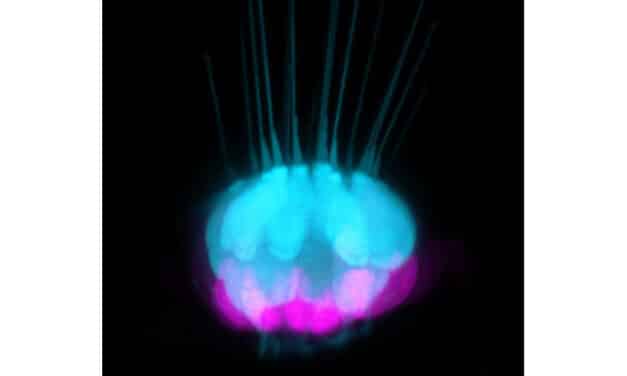 USC Study Reveals Gene Regulators Behind Hearing Regeneration