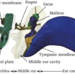 Research Reveals New Clues to Middle-Ear Hearing Damage with Digital Reconstruction 