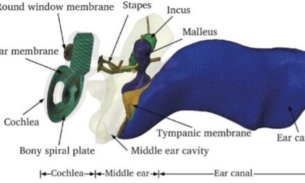 Research Reveals New Clues to Middle-Ear Hearing Damage with Digital Reconstruction 