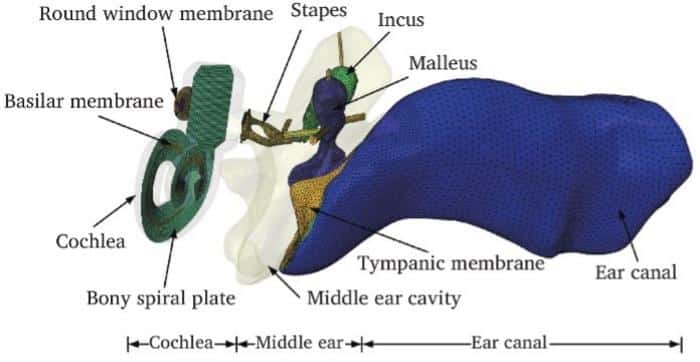 Research Reveals New Clues to Middle-Ear Hearing Damage with Digital Reconstruction 