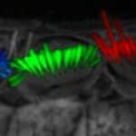 AI Tool Automates 3D Analysis of Cochlear Stereocilia