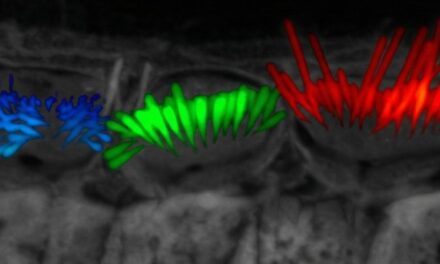 AI Tool Automates 3D Analysis of Cochlear Stereocilia