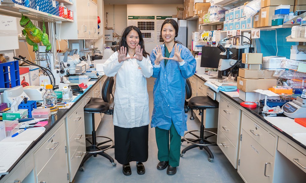 Researchers Use Organoid-on-a-Chip to Model Inner Ear Development